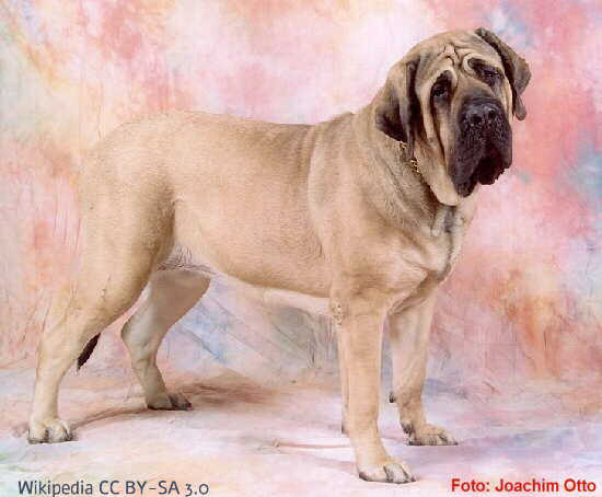 Mastiff Foto